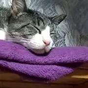 のりちゃん