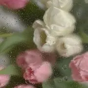 viviの画像