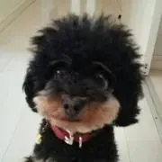 モギトラの画像