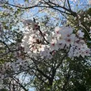 エレフの画像