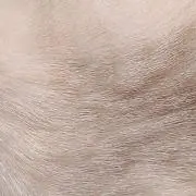 まーの画像