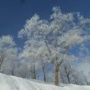 しおの画像