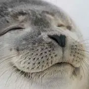IKの画像