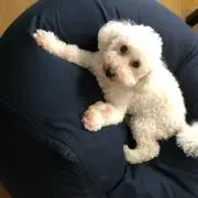 はる