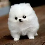 りーちゃんの画像