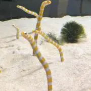 ksyの画像