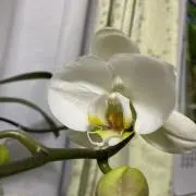 さくらの画像