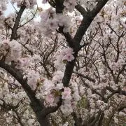 涼風の画像