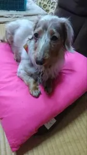 みんちゃん