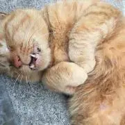 猫派の画像