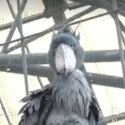 ごんくろ