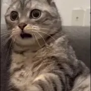 たそ