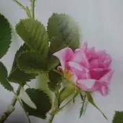 RR☆