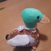 くぅままの画像