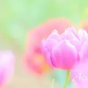 ひまわりちゃんの画像