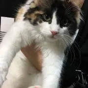 ミカミカ