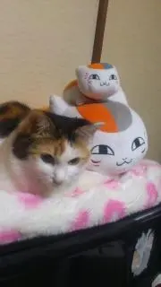 こゆきの画像