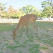 シカ☆の画像