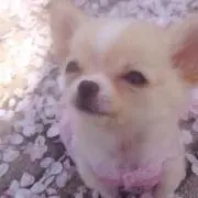 あひるの画像