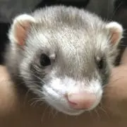 Rの画像