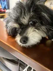 かえで