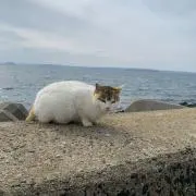 ろろの画像