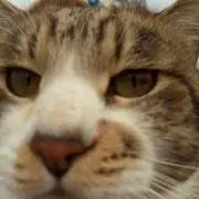 猫侍【即購入歓迎です！】の画像