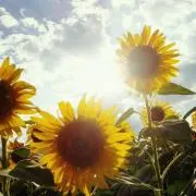 【8/12～発送停止】sunflowerの画像