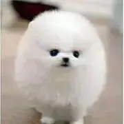 めろんちゃんの画像