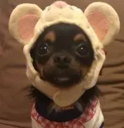 Yoshi_cho