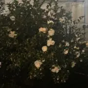 もも