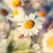 daisyの画像