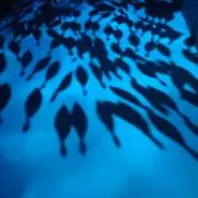 ブルーの画像