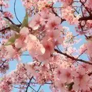 さくらの画像