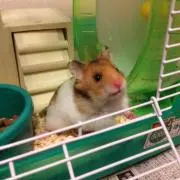 れんれん