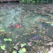 きんぎょ☆の画像