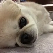 Caballero500の画像