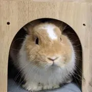 みかうさの画像