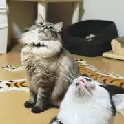 あおうの画像