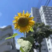 h.r.y.sの画像