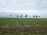 よっぴーの画像