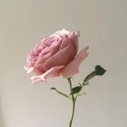 miuの画像