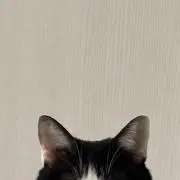 びふの画像