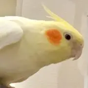 ぶんぶく