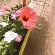 なっちゃんの画像