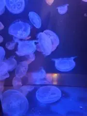くぅの画像