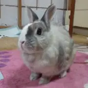 サリー