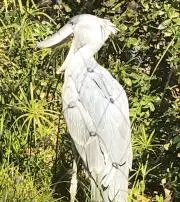 カニぽんの画像