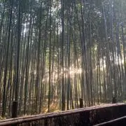 こんの画像