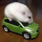 Yan2monkeysの画像